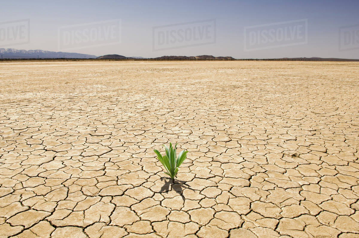 Growing plant in cracked desert ground