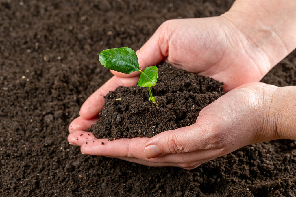 Hands holding soil with sprout