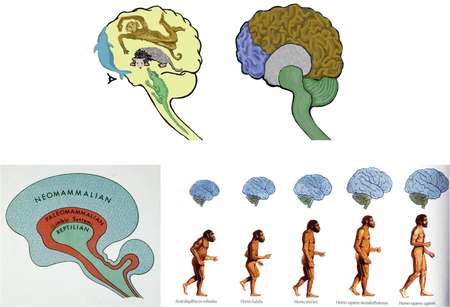 Human Brain Evolution