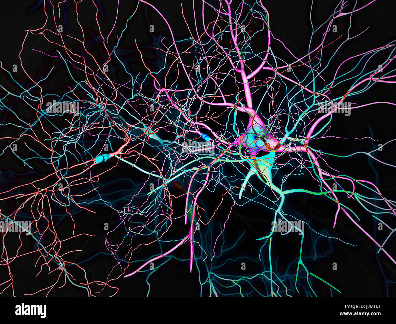 Human brain neuron imagery