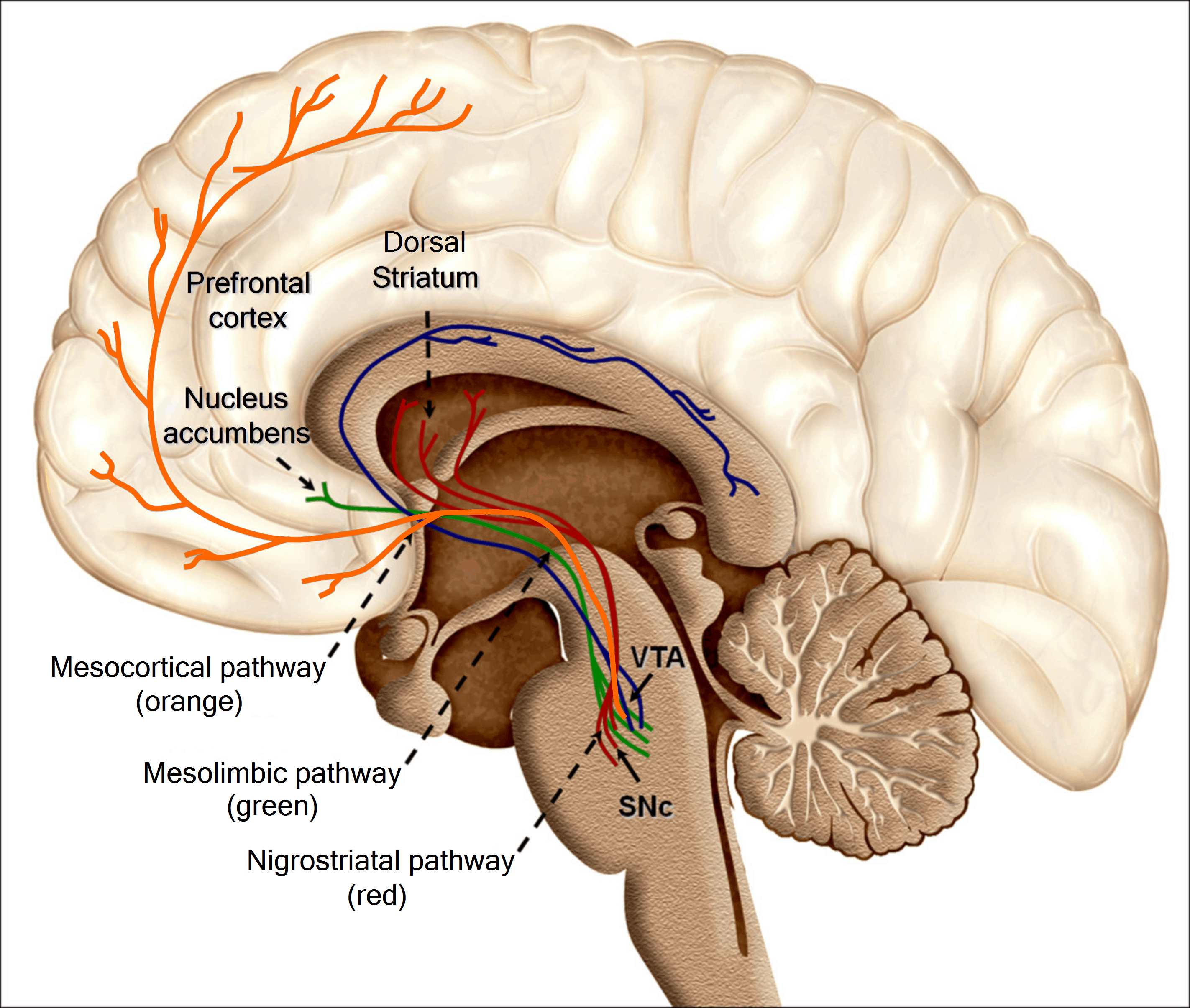 Illustration of the brain showing neural pathways