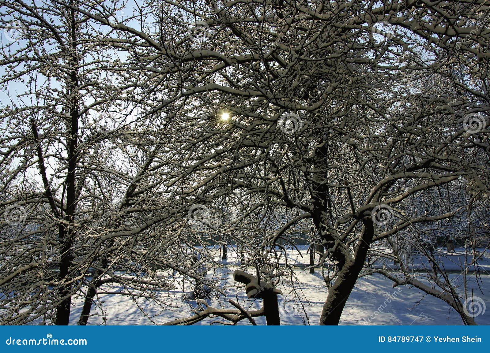 Trees with sunbeams breaking through the branches