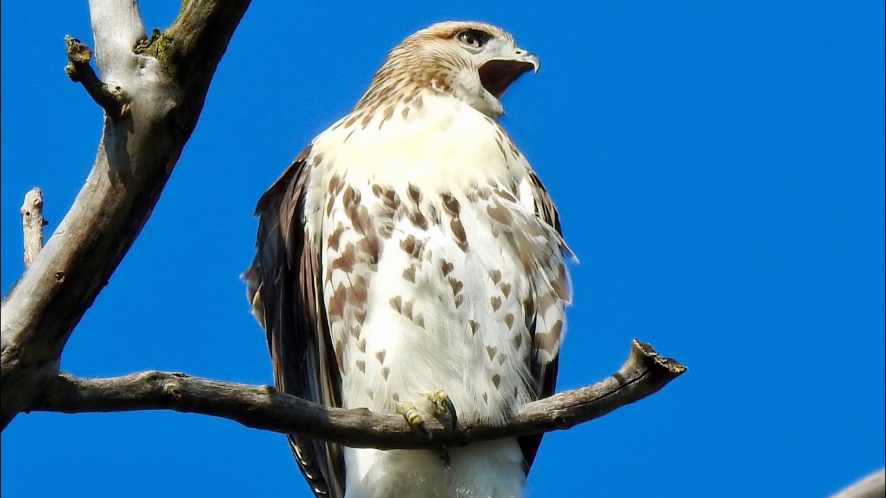 hawks fledging conflict